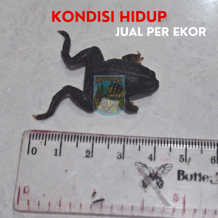 Kodok Air Fresh Pakan Ikan Predator Katak Air Katak Hidup Kodok Hidup Pakan Arwana Pakan Ikan Arwana