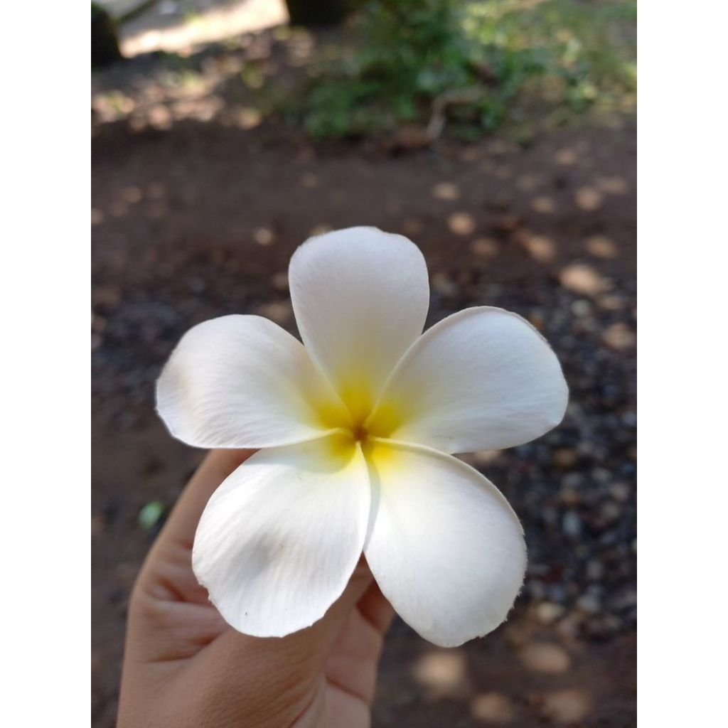 

bunga kamboja putih untuk herbal dan kecantikan | murah meriah | produk pilihan