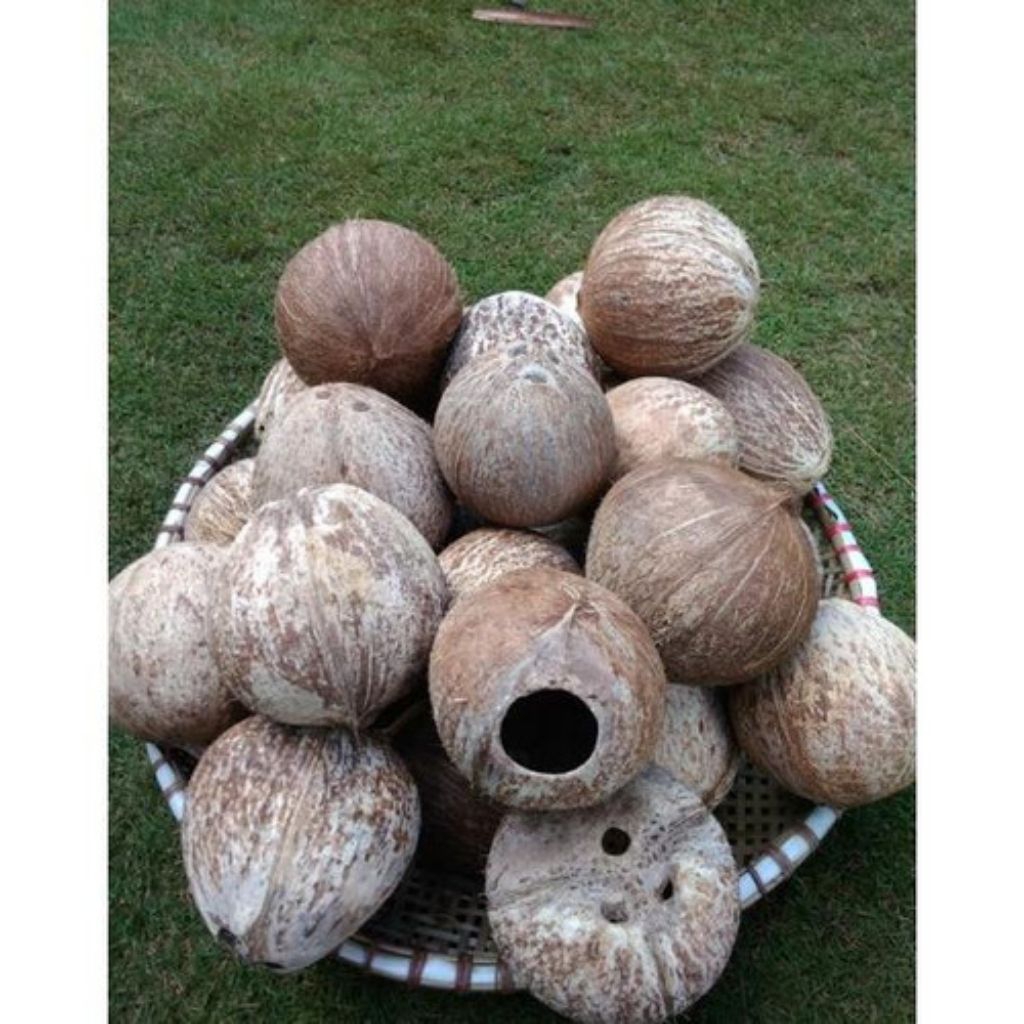 batok kelapa utuh/tempurung kelapa utuh