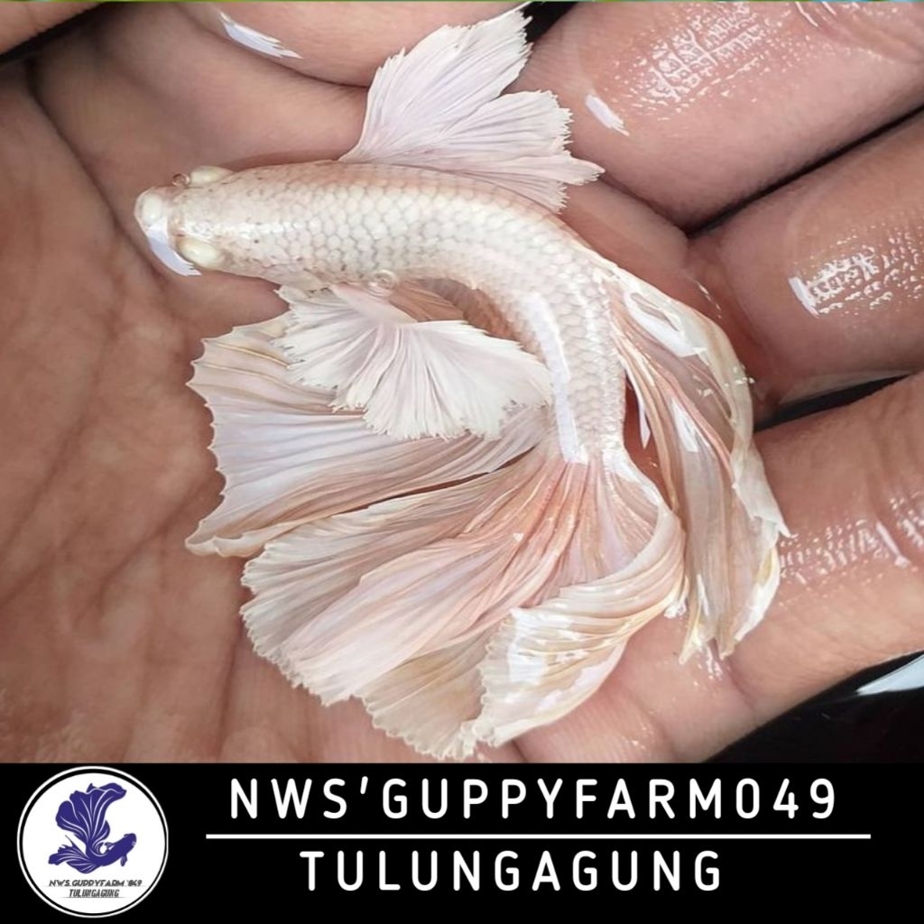 Cupang Halfmoon Dumbo Ear Warna Warni