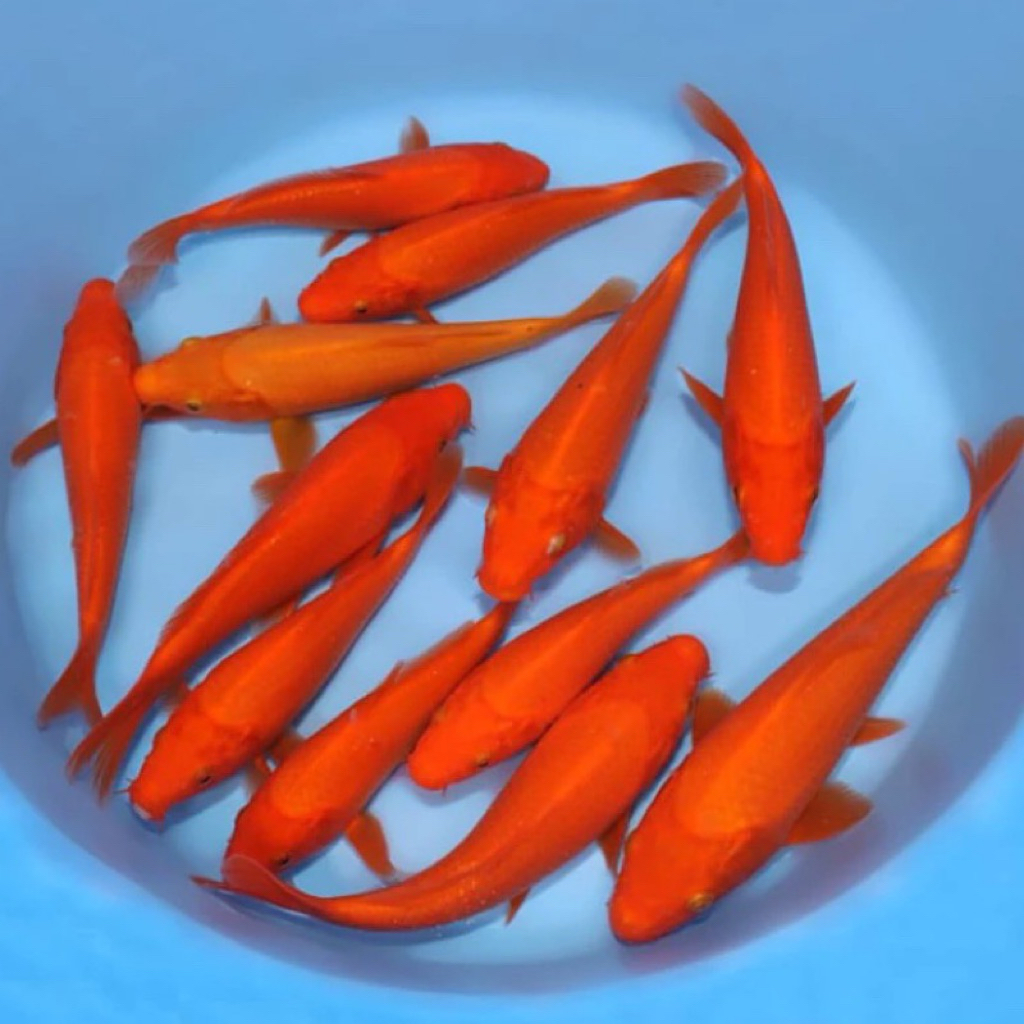 TERMURAH IKAN KOI PENJINAK BENIGOI 25-30CM