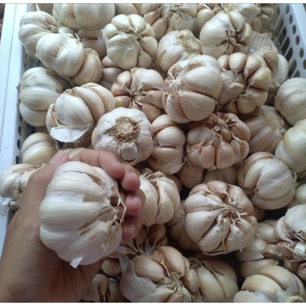

Bawang Putih Fresh dan Bersih Kemasan 500gram| 1kg