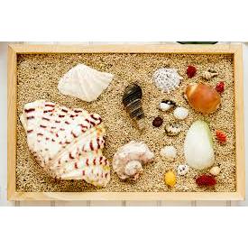 hiasan dinding kerang