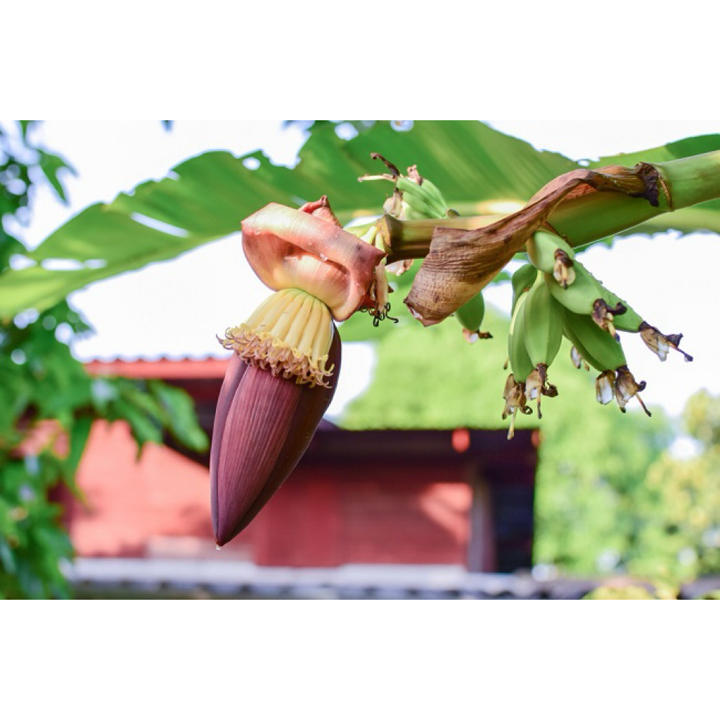 

Jantung Pisang | 500gr / 1kg | Sayuran Segar