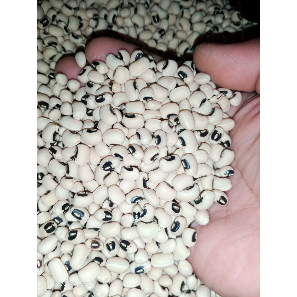 

kacang otok/ tolo/ tunggak super