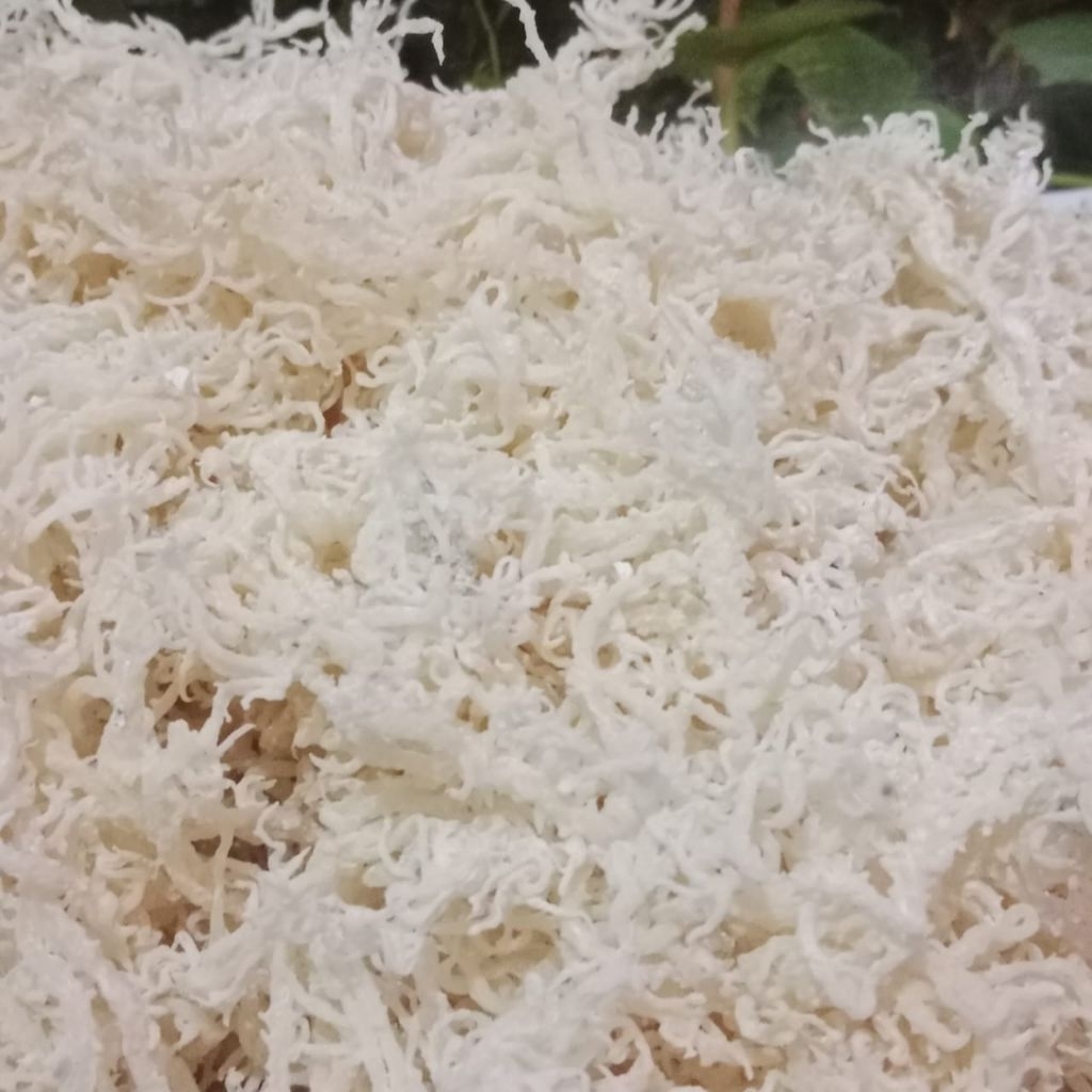 

1Kg Rumput Laut Kering Untuk Agar Agar Dan Es Campur