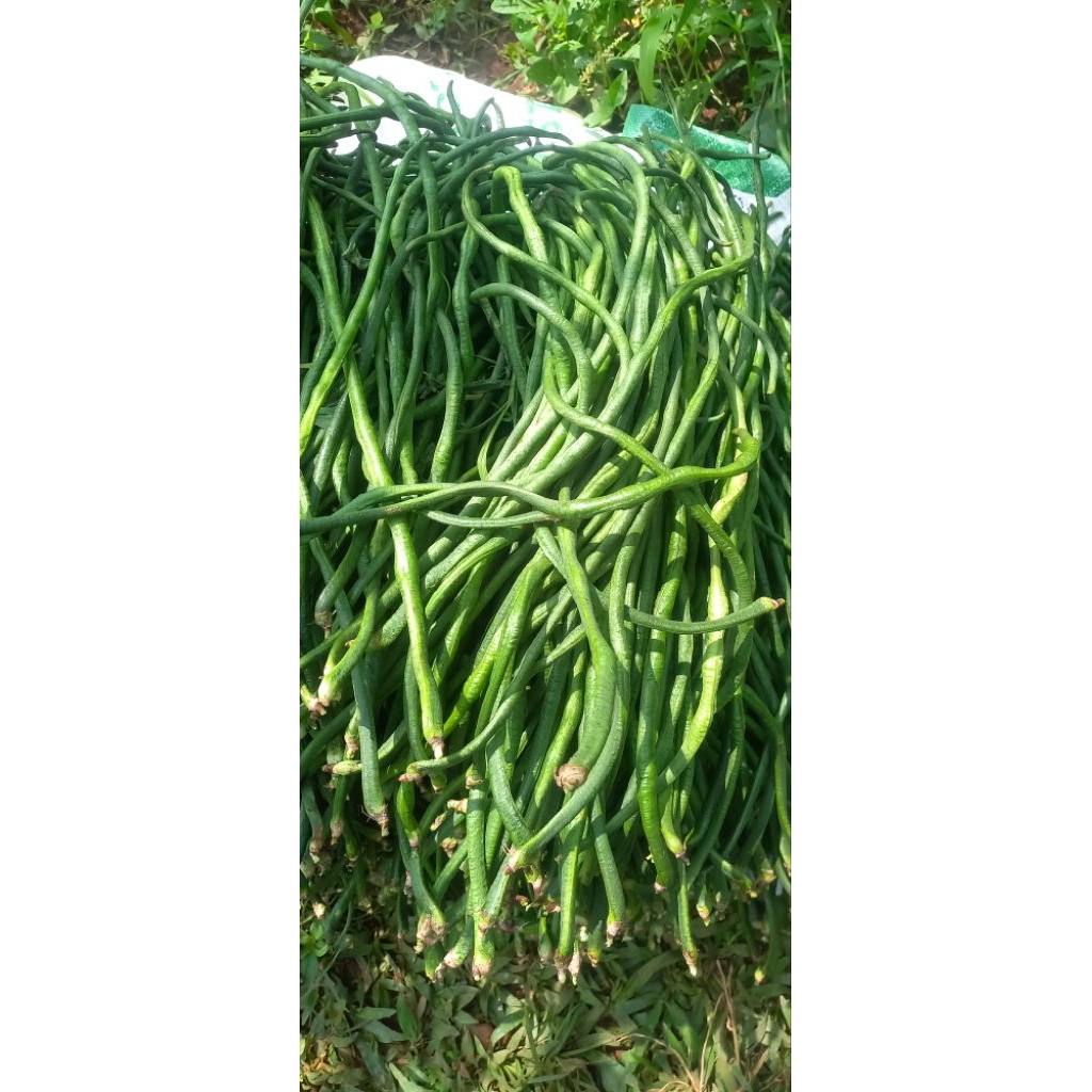 

kacang panjang frees