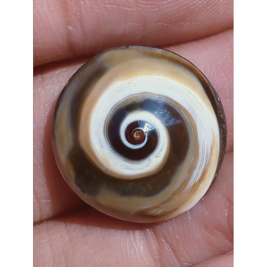 

Kol Buntet Unik Antik