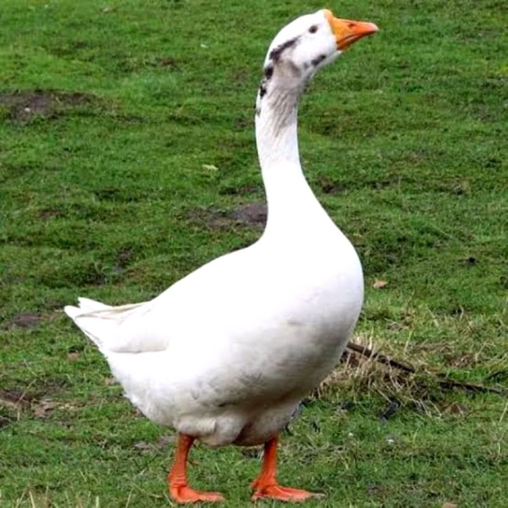 Angsa Dewasa/Soang Cocok untuk Aviary/peliharaan