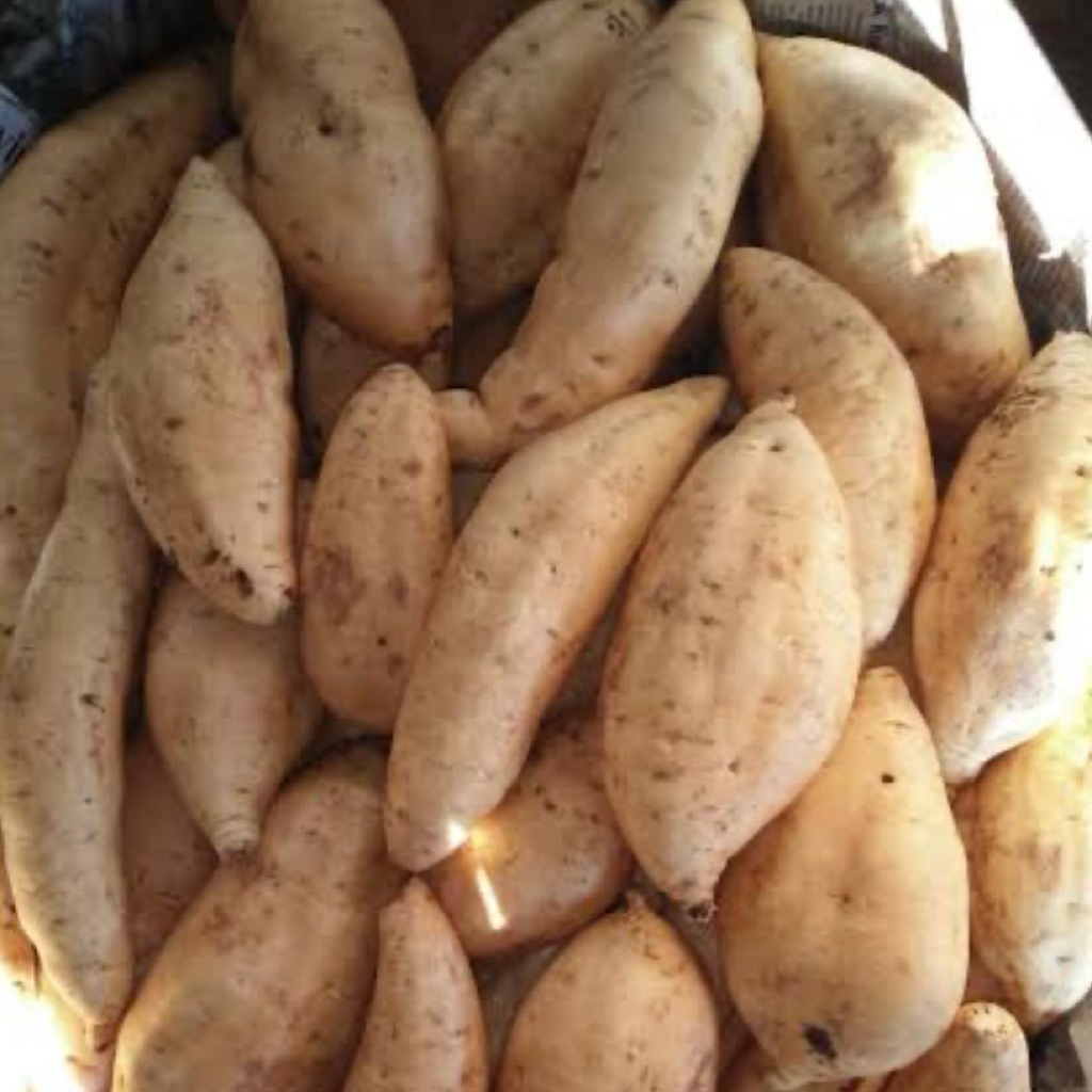 

UBI MADU CILEMBU ASLI PEGUNUNGAN PACET/TRAWAS SUPER 500GRAM MENTAH