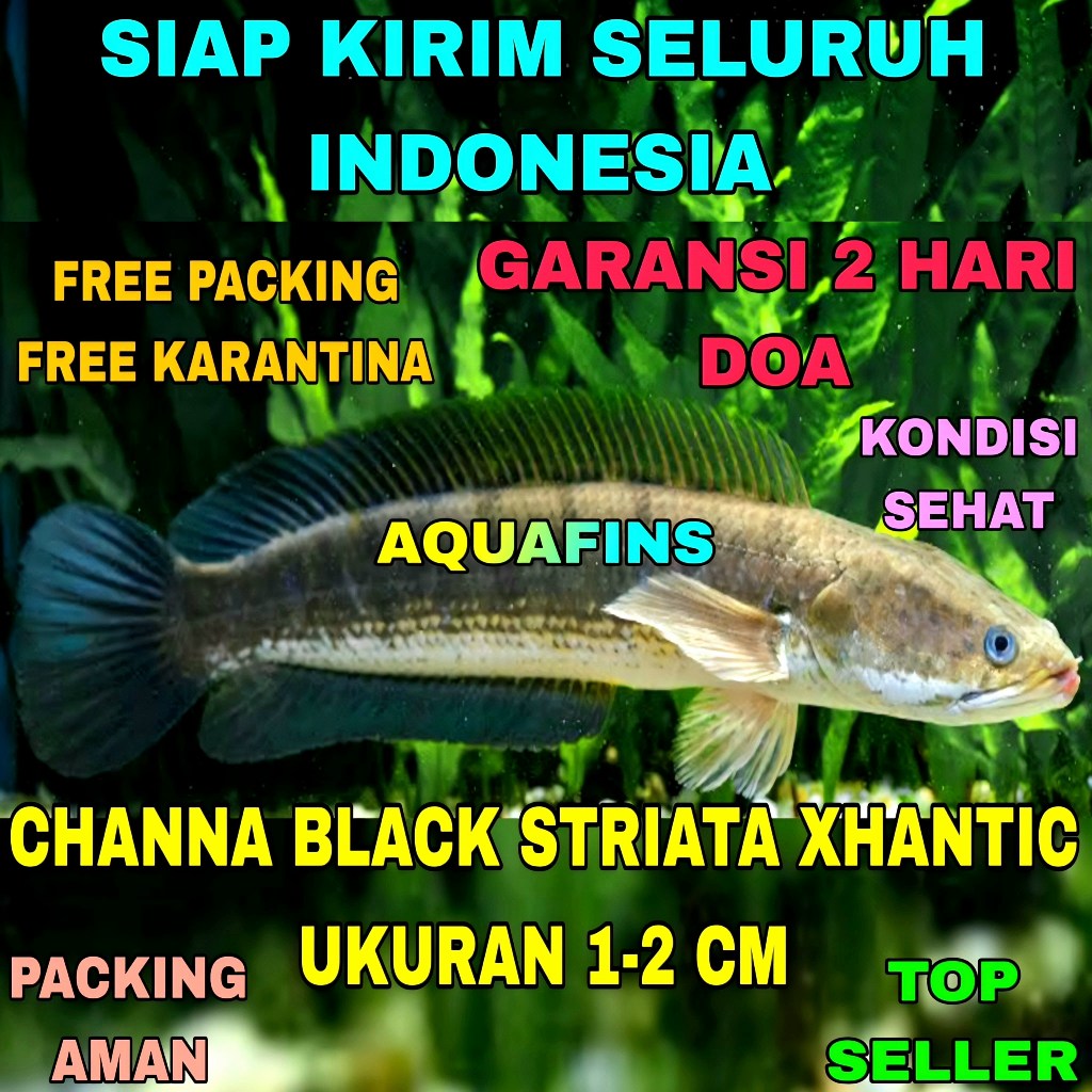 HIASAN SNAKEHEAD CHANNA GABUS BLACK STRIATA XHANTIC UKURAN 1-2 CM