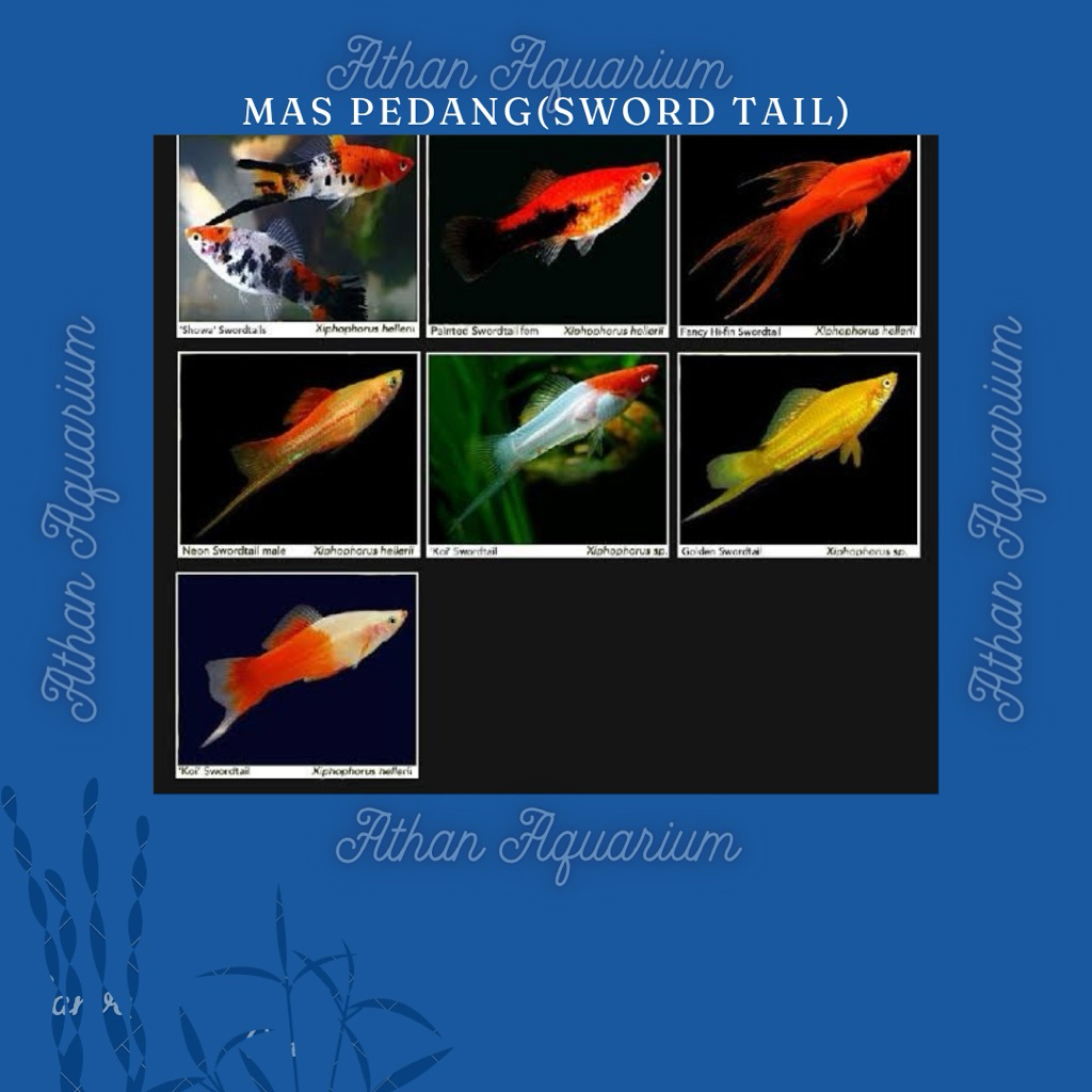 Ikan Mas pedang/sword taill mix platy,kohaku,sanke ukuran 4-5cm