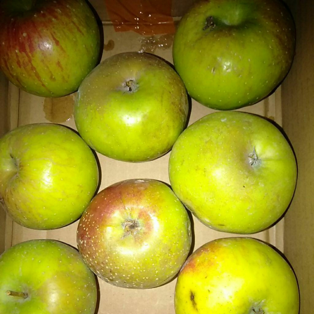 

Apel Rome Beauty kilogram segar