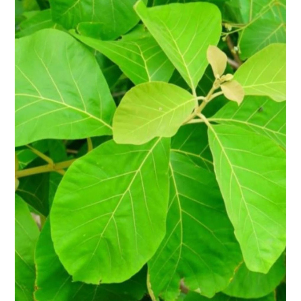 

daun jati segar 1kg obat herbal