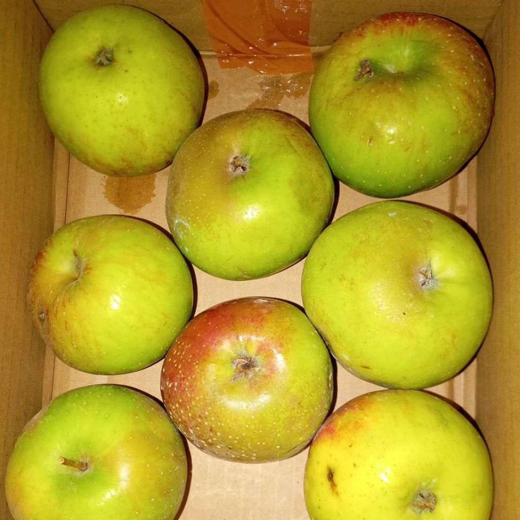 

Apel Batu Rome Beauty kilogram segar