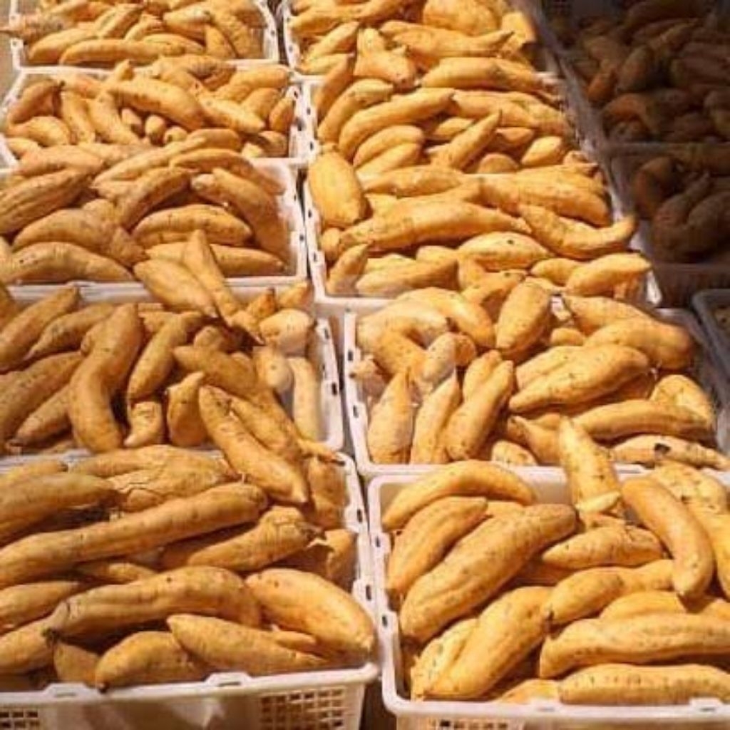 

UBI CILEMBU MADU ASLI GRADE A SUPER PREMIUM 1KG MENTAH