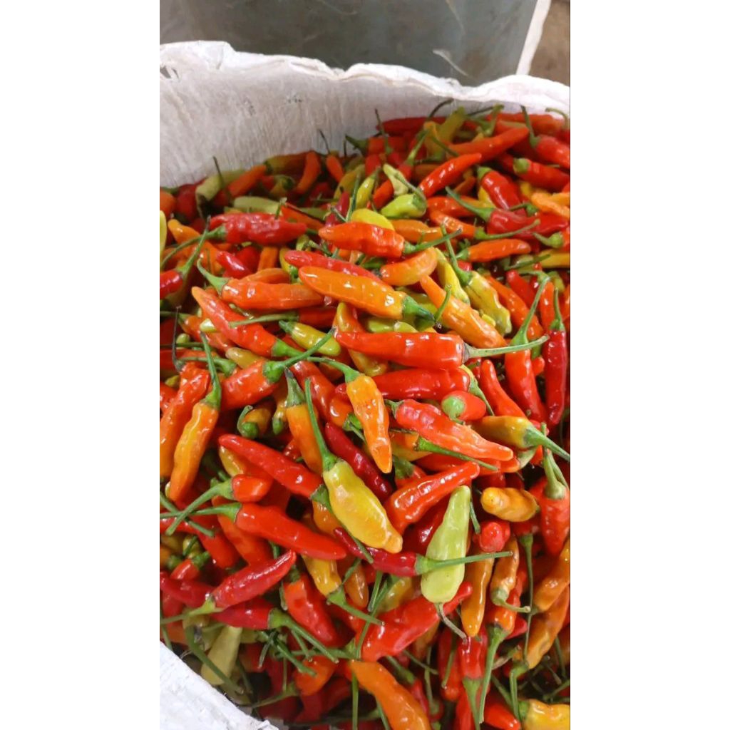 

cabai cabe merah pres pedas 500 gram