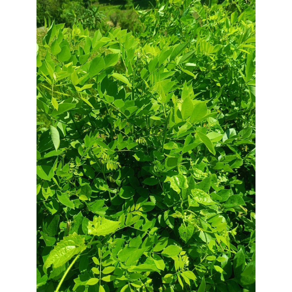 

Daun Gamal/dadapcangkring 250 grm