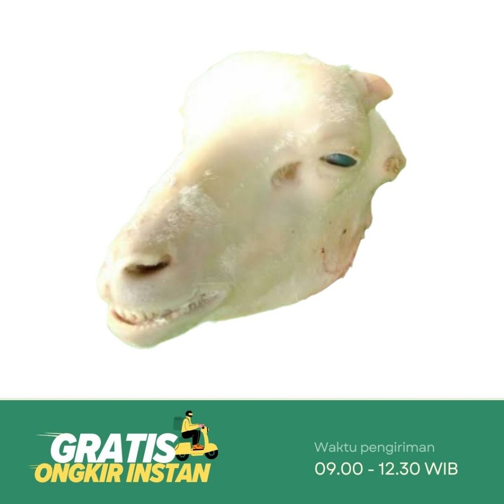 

Kepala Kambing Ukuran Sedang