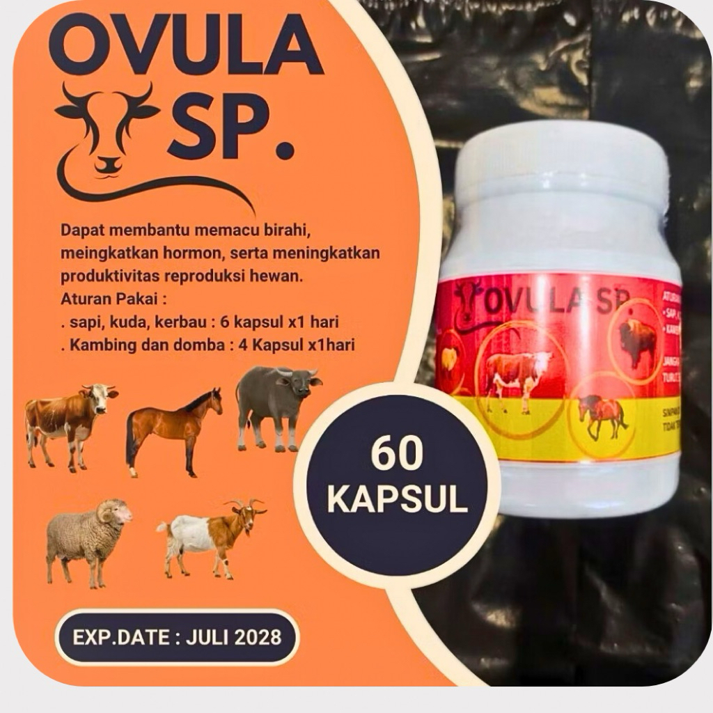 Ovula Sapi 60 Kapsul Memacu Birahi, Meningkatkan Hormon