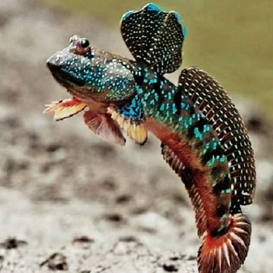 Mudskipper Hiasan Aquarium Paludarium