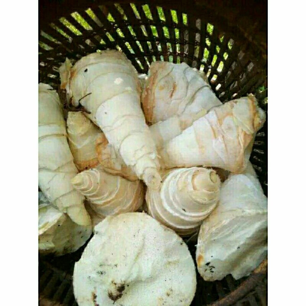 Rebung bambu petung / rebung sayur 1kg