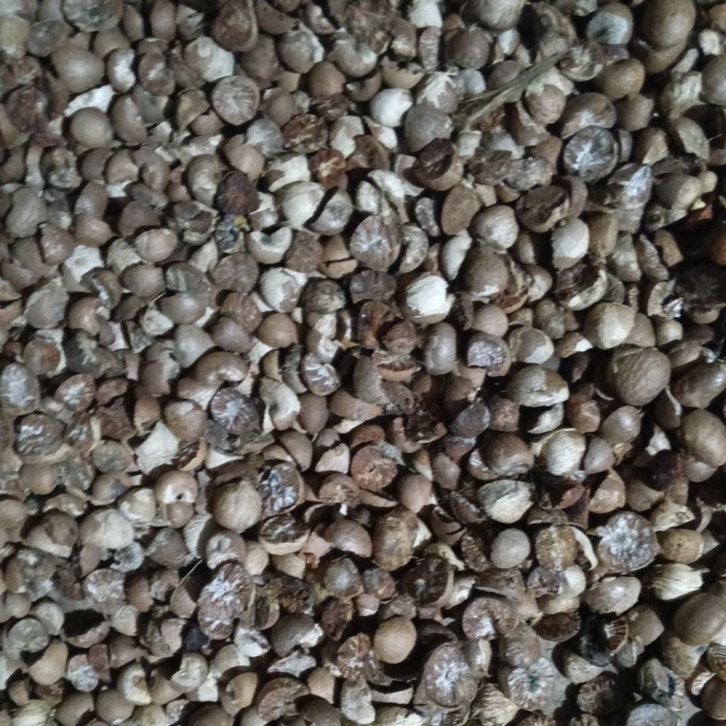 

pinang kering belah dua