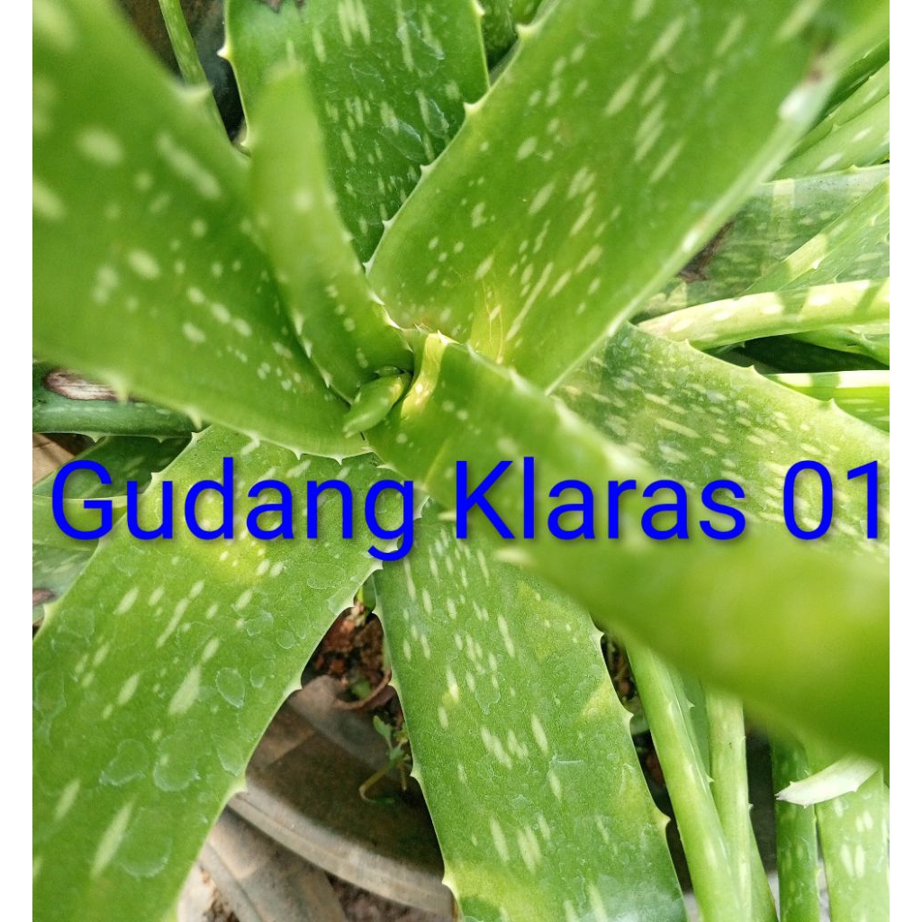 

pelepah lidah buaya/ aloevera super fresh organic. termurah berkualitas.