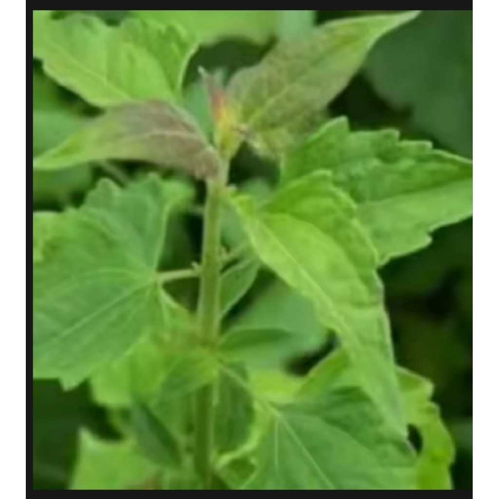 

DAUN KAPOSASA / daun BALAKACIDA SEGAR 1 KG