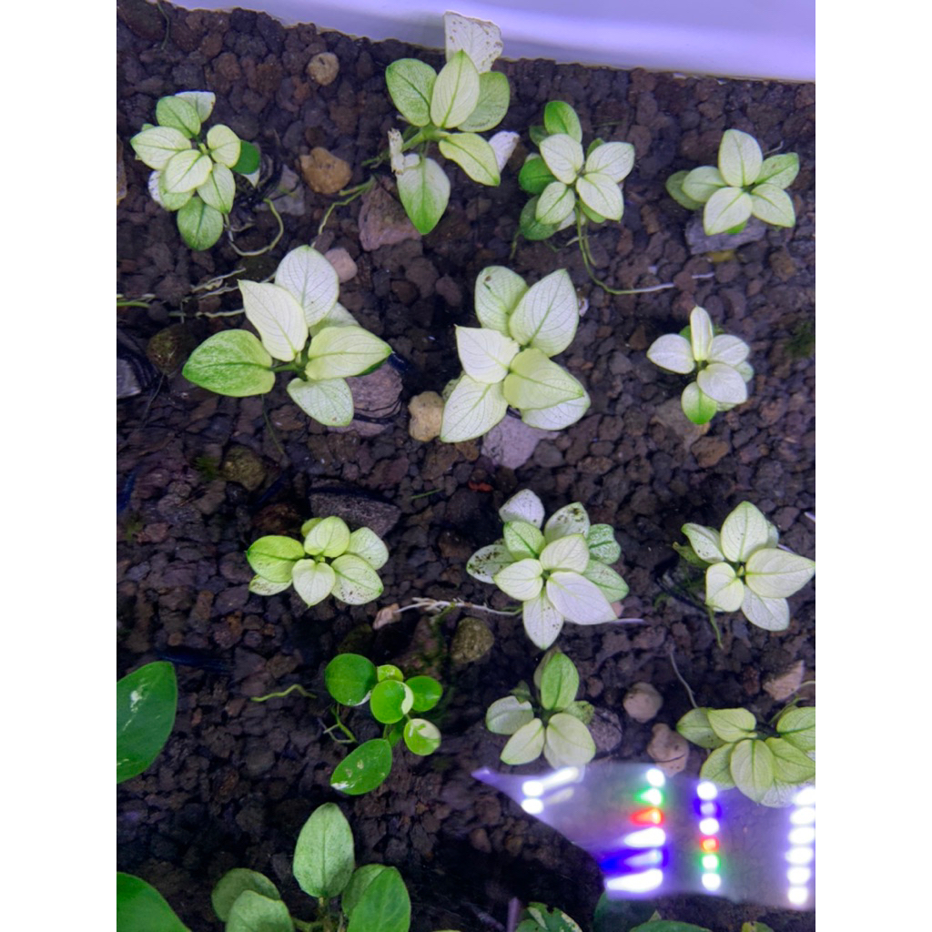 Anubias Panda White
