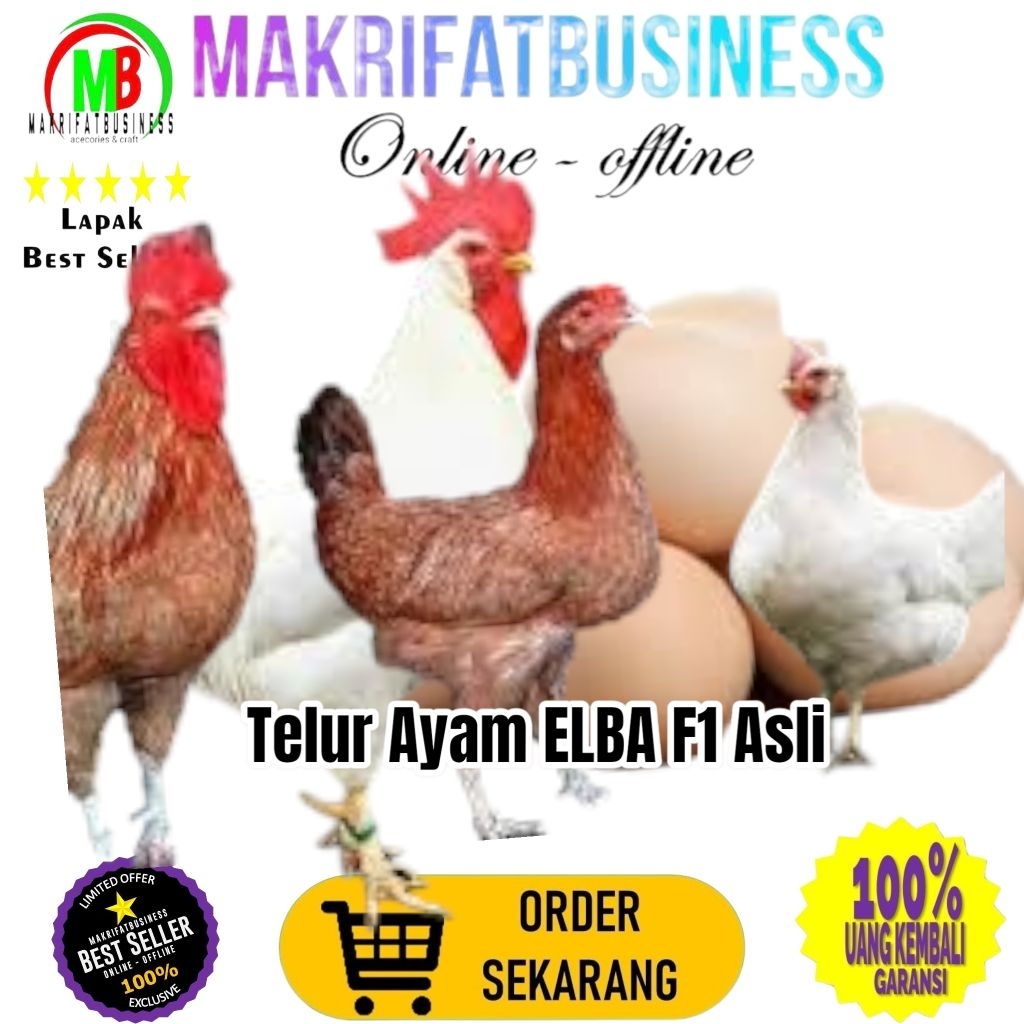

MAKRIFATBUSINESS Paket 4 Pcs Telur FERTIL Ayam ELBA F1 ASLI Untuk Ditetaskan Produksi Farm Profesional
