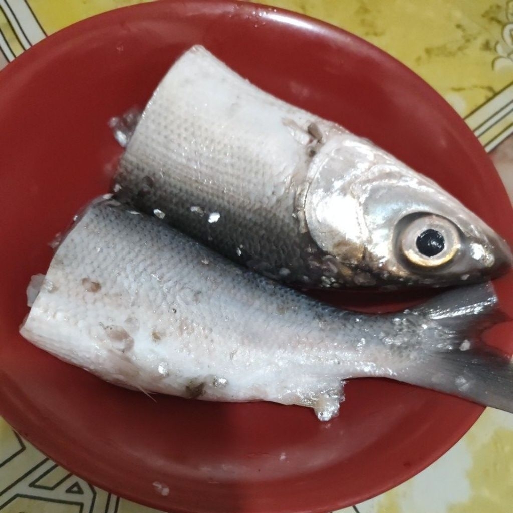 

sudah disisik ikan bolu 250g