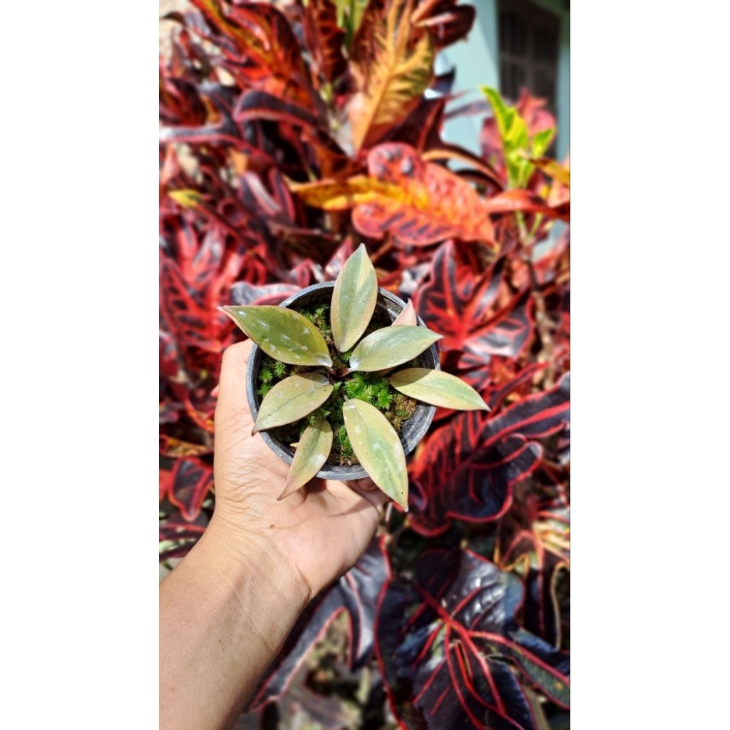 philodendron black cardinal varigata