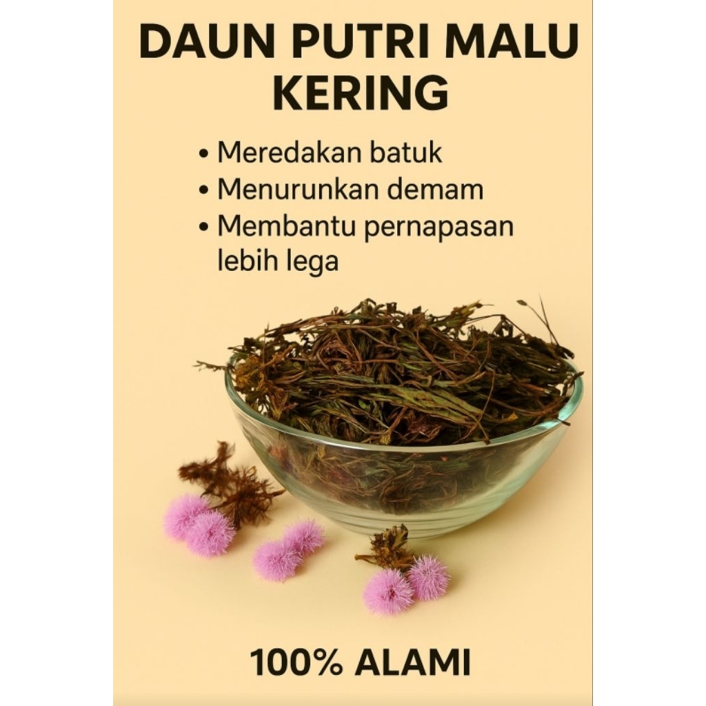 

Daun Putri Malu Kering Asli - Herbal Alami