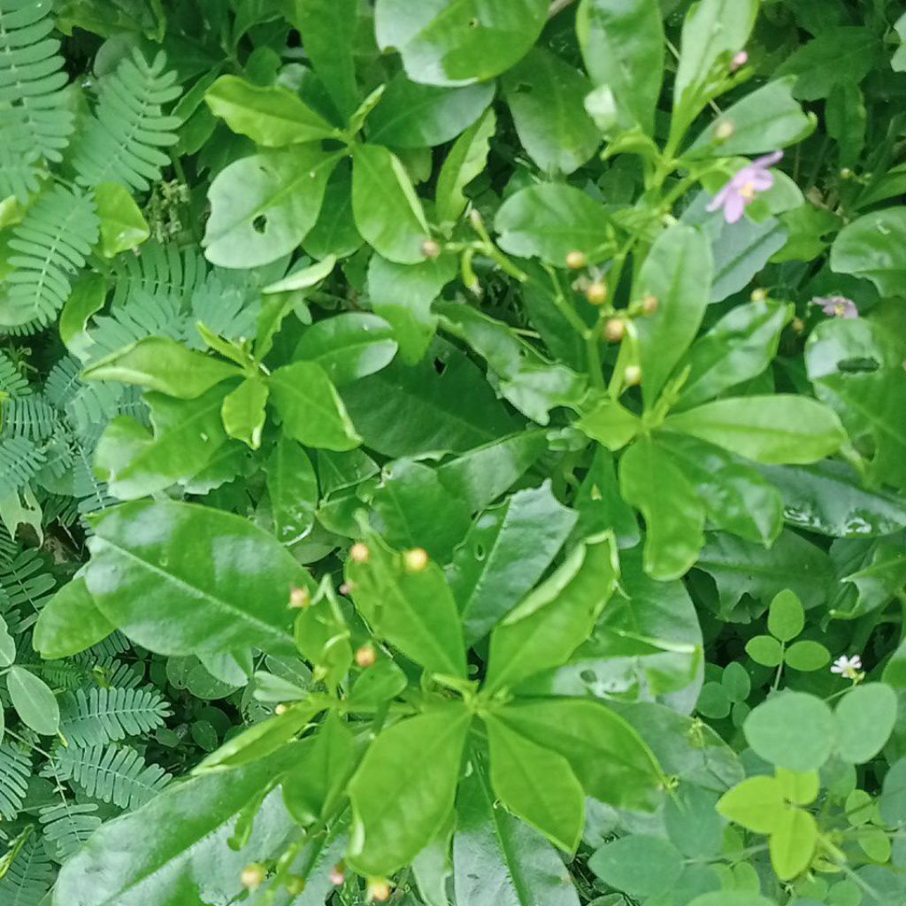 

daun Gingseng per 100gram