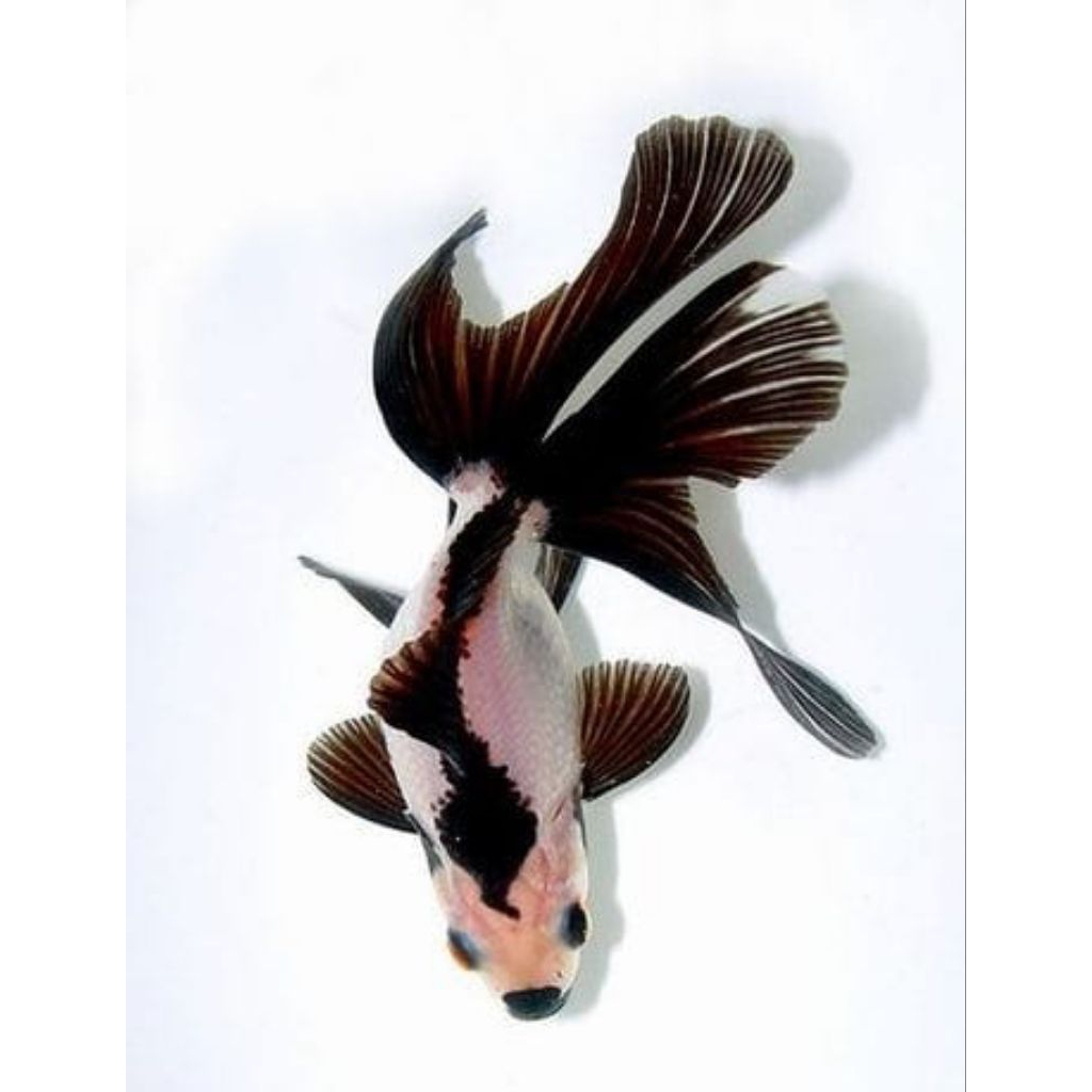 Paket koki Panda tricolor 2ekor