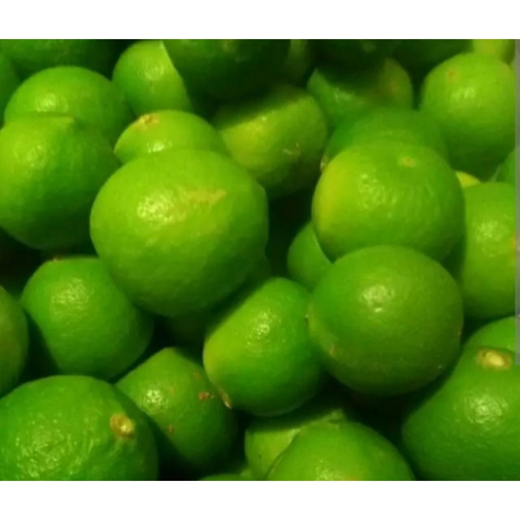 

Jeruk Nipis Frash Asli dari Petani.