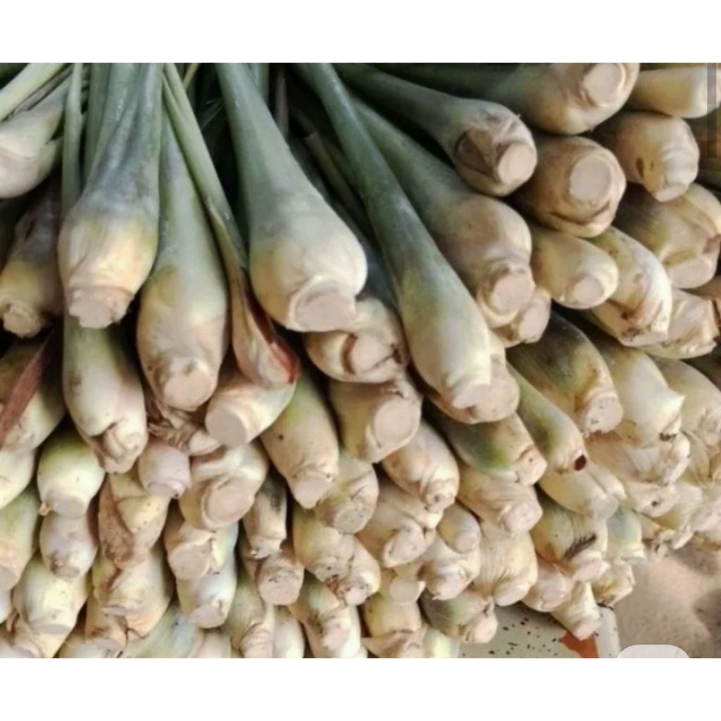 

sereh Lokal /sereh bumbu/sereh herbal/bibit sereh 1kg