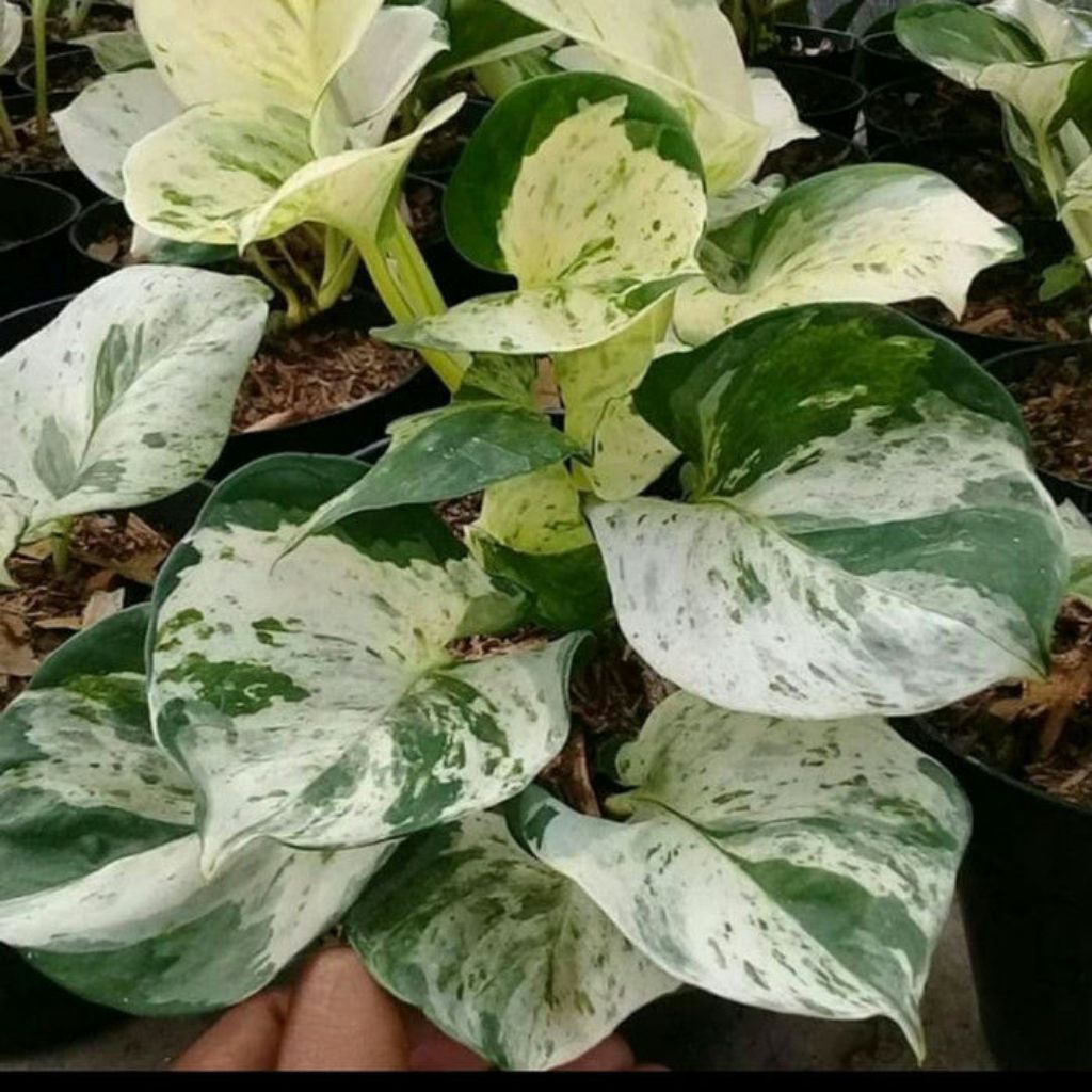 Tanaman hias sirih manjula kondisi sehat dan rimbun