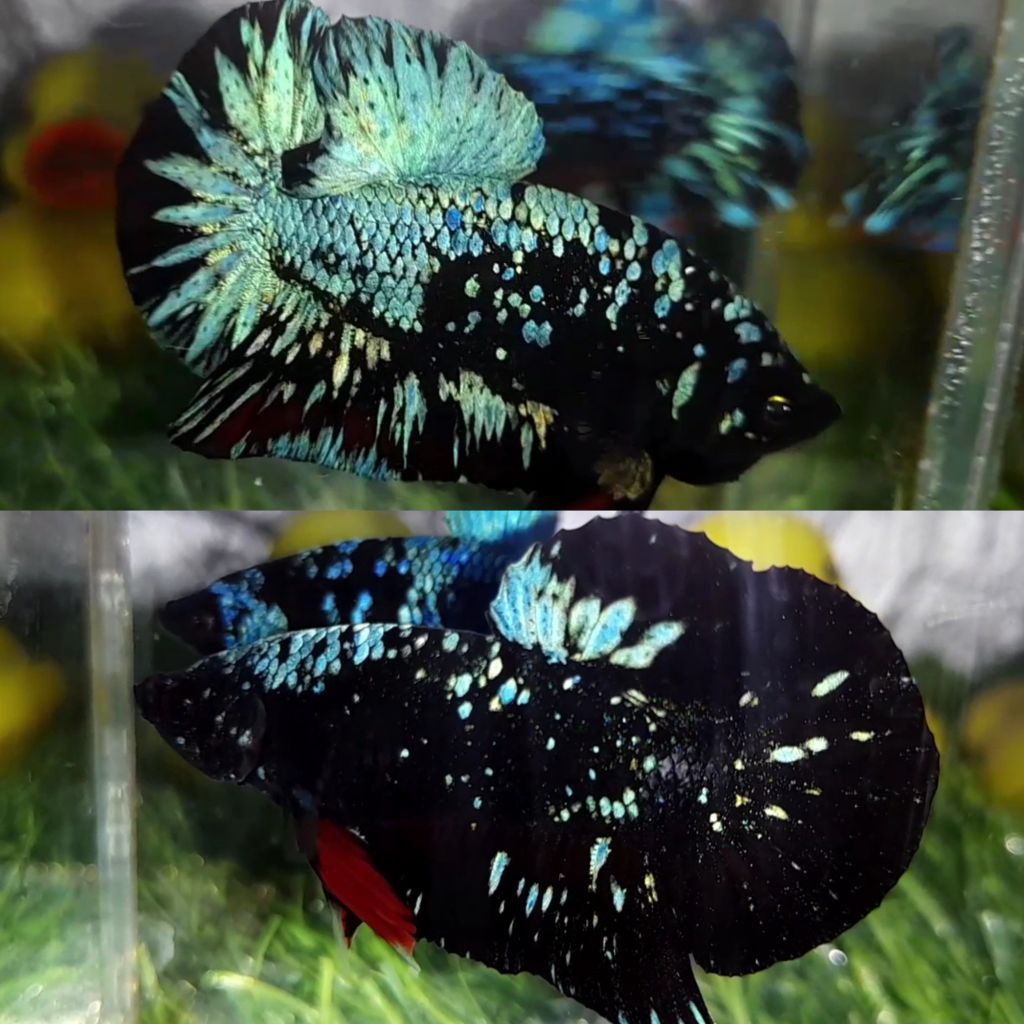 hiasan aquarium bahan avatar nebula calon top grade