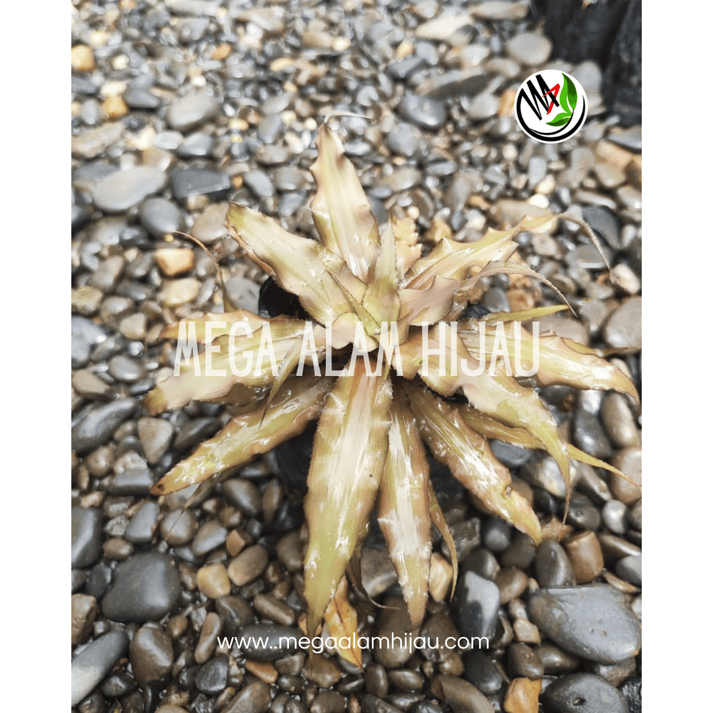 Tanaman Hias Cryptantus Warren Loosei - Mega Alam Hijau