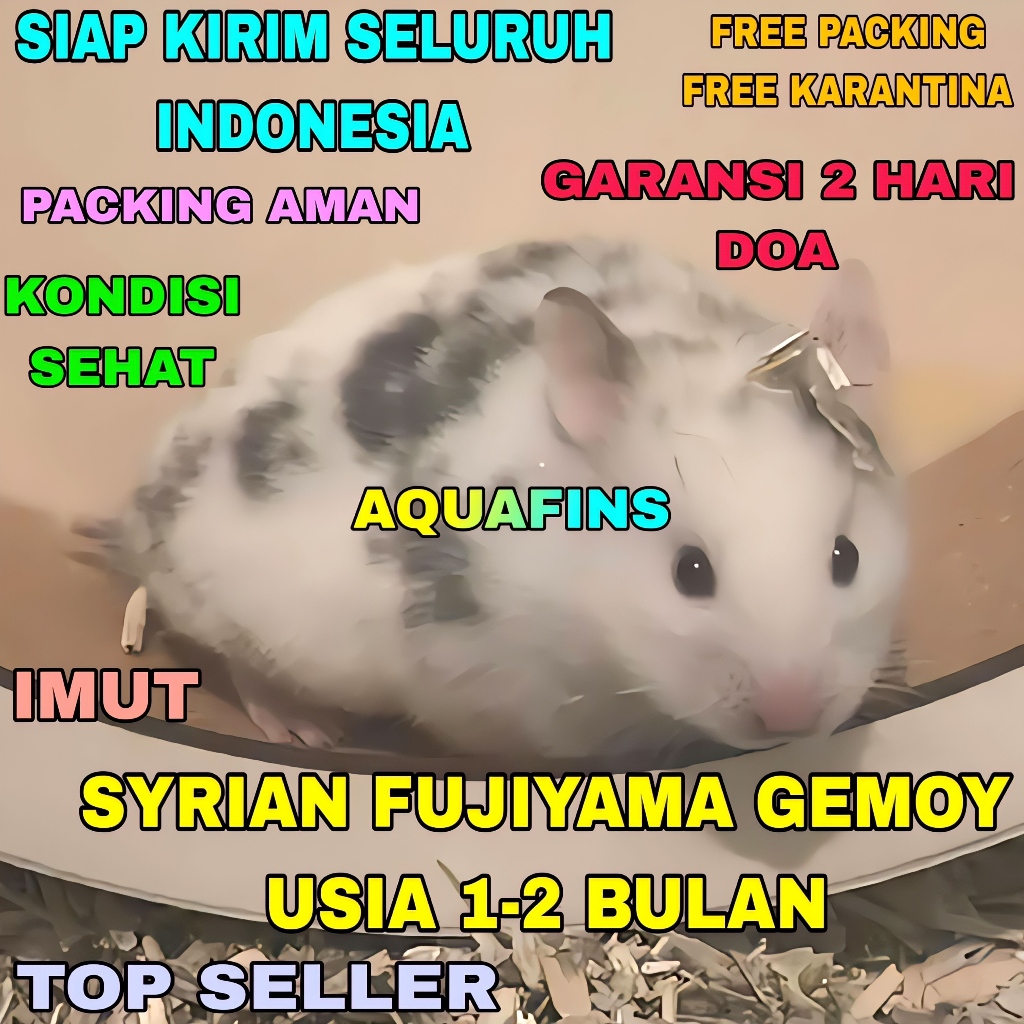 HIASAN HAMSTER SYRIAN SURIAH FUJIYAMA CHUBBY FACE GEMOY USIA 1-2 BULAN