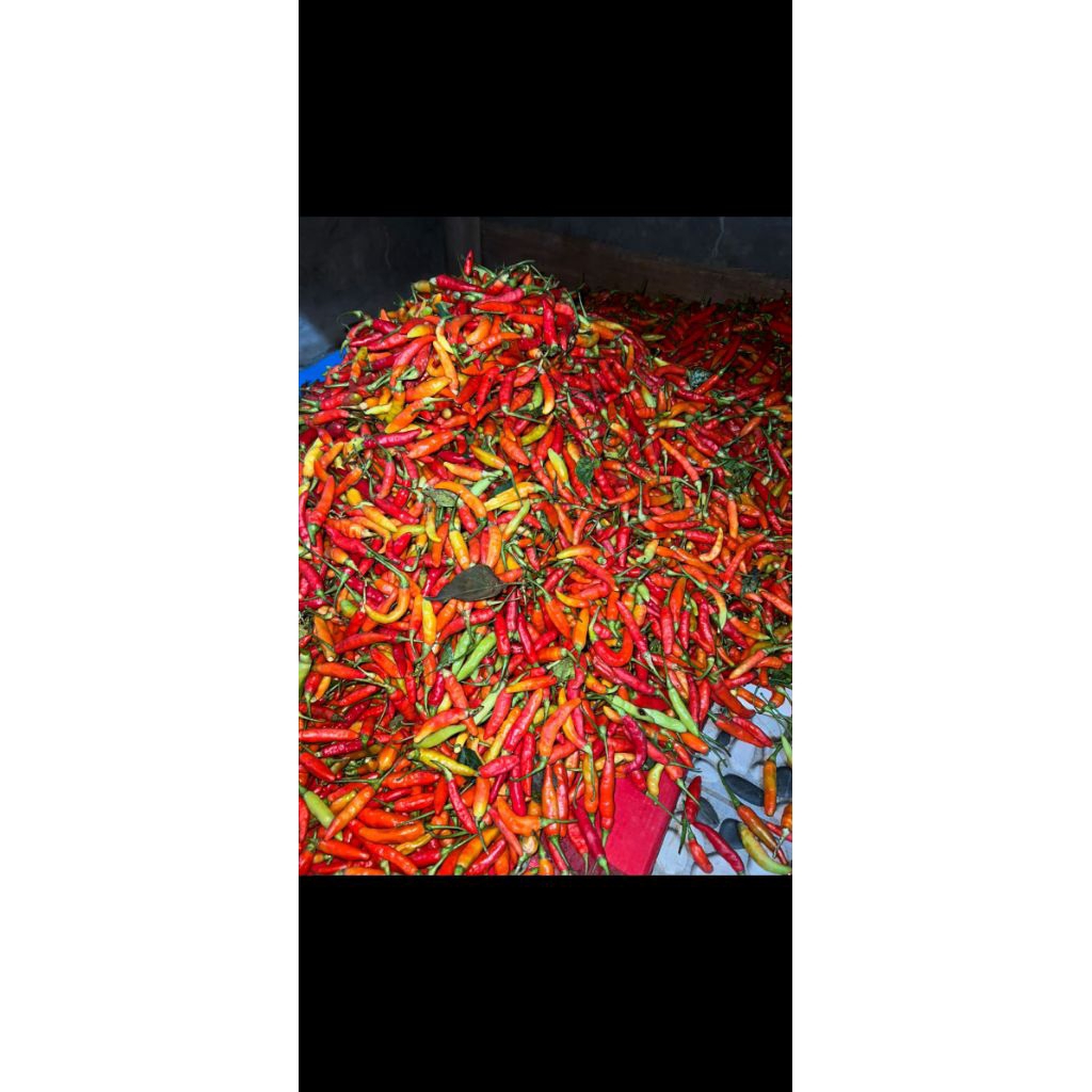 

CABAI RAWIT MERAH
