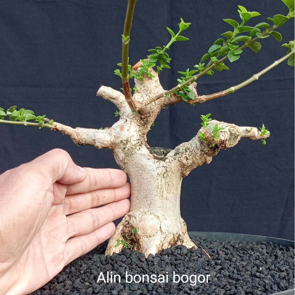 bonsai Sancang prospek