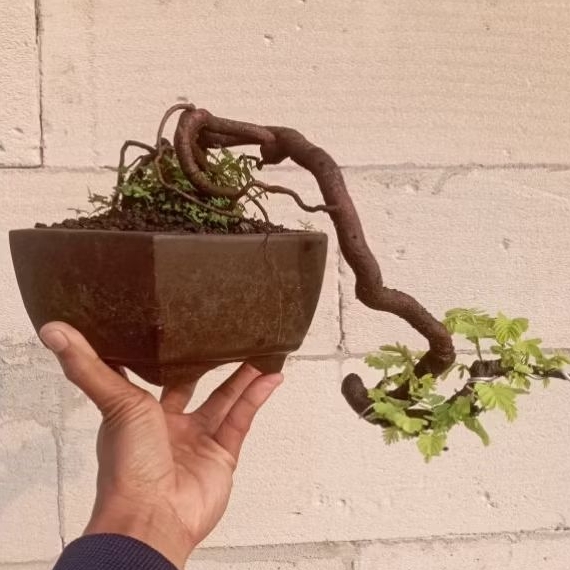 Bonsai asem Jawa