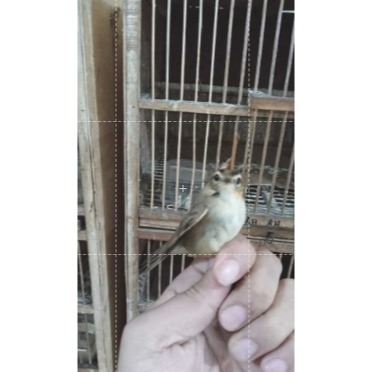 Kerak Basi Alis Hitam Bekasi