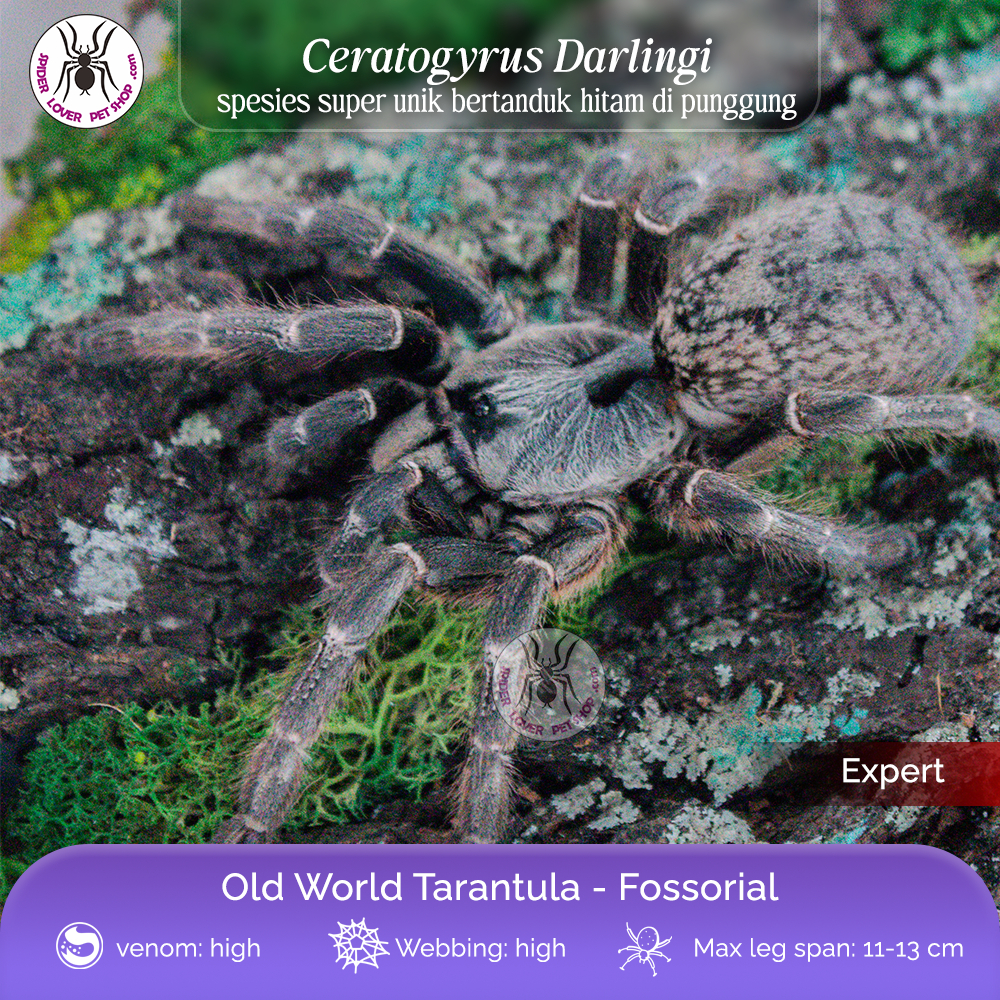 TARANTULA CERATOGYRUS DARLINGI - SLING