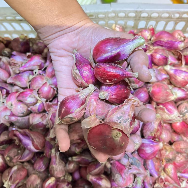 [JAKTIM] BAWANG MERAH BREBES / BAWANG MERAH BREBES