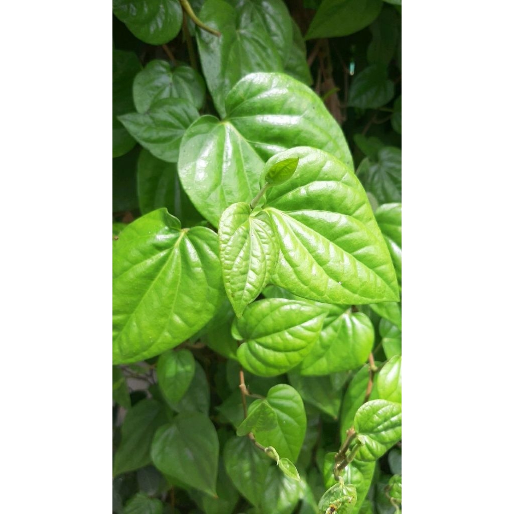 

VIRALLL!!! Daun sirih rambat 100 lembar fresh petik dadakan