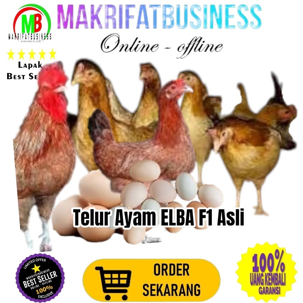 

MAKRIFATBUSINESS Paket 15 Pcs Telur FERTIL Ayam ELBA F1 ASLI Untuk Ditetaskan Produksi Farm Profesional
